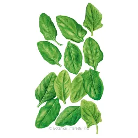 Oceanside Spinach Seeds