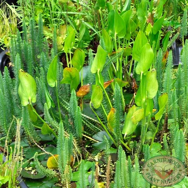 Pickerelweed