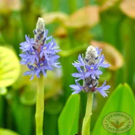 Pickerelweed