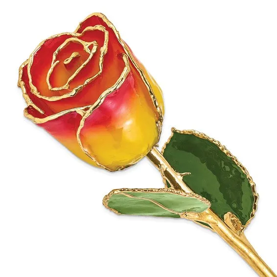 Sunset Yellow to Red Rose with Gold Trim